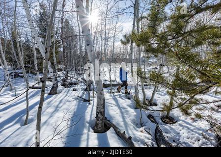 USA, Idaho, Ketchum, donna bionda anziana con racchette da neve in una foresta innevata Foto Stock