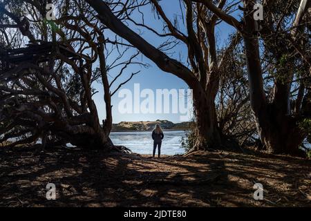 USA, California, Los Osos, Vista posteriore della donna in piedi tra gli alberi di eucalipto, di fronte alla baia di Morro Foto Stock