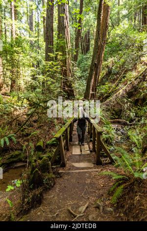 USA, California, Mill Valley, Senior Woman escursionismo attraverso la foresta di sequoie vicino al Monte Tamalpais Foto Stock