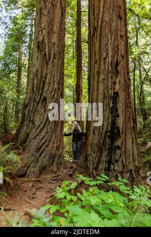 USA, California, Mill Valley, Senior Woman escursionismo attraverso la foresta di sequoie vicino al Monte Tamalpais Foto Stock