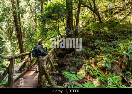 USA, California, Mill Valley, Senior man trekking attraverso la foresta di sequoie vicino al Monte Tamalpais Foto Stock