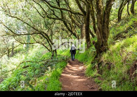 USA, California, Mill Valley, Senior Woman escursionismo attraverso la foresta di sequoie vicino al Monte Tamalpais Foto Stock