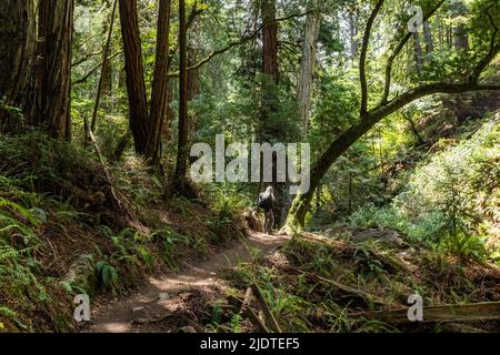 USA, California, Mill Valley, Senior Woman escursionismo attraverso la foresta di sequoie vicino al Monte Tamalpais Foto Stock