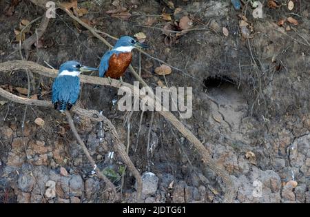 Coppia di Martin pescatore (Megaceryle torquata) con nido d'apertura visibile nelle rive fangose del fiume Cuiabá, Pantanal, Brasile. Foto Stock