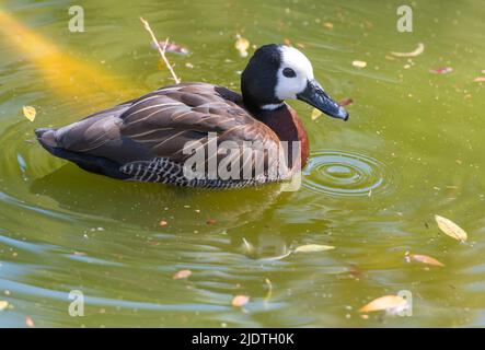 Anatra bianca (Dendrocygna viduata) dal Wildlife World Zoo, Phoenix, Arizona, USA Foto Stock