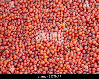 Mucchio di jubo indiano rosso anche conosciuto come mela cinese, mela cinese, jujube, susina indiana, masau, ber, cottony jujube, ungs Foto Stock