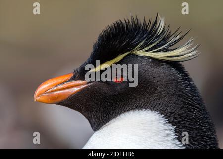 Ritratto del pinguino sud del rockhopper (Eudyptes crisocome) dall'isola di Sounders, le Isole Falkland Foto Stock