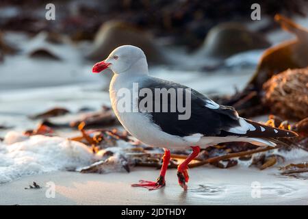 Dolphin Gull (Leuchophaeus scoresbii) da Saunders Island, Isole Falkland Foto Stock