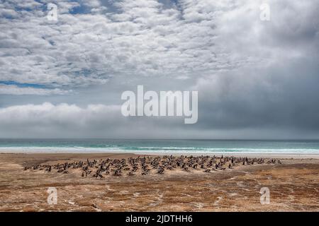 Grande colonia di pinguini di Gentoo (Pigoscelis papua) al collo, isola di Saunders, le Falklands. Foto Stock