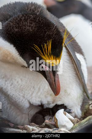 Pinguino di maccheroni (Eudyptes crisolophus) con pulcino sul suo nido. Foto dall'Isola dei Sounders, le Isole Falkland. Foto Stock