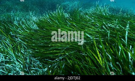 Fitti spessi di erba marina verde Posidonia, su sfondo blu. Verde di mare Mediterraneo Tapeweed o Nettuno Grass (Posidonia). Mediterr Foto Stock