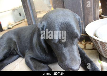 Fotografia di un Labrador Retriever nero. Cucciolo di Labrador in primo piano. Faccia nera del cane, occhi, orecchie, naso, zampe. Animali domestici nel giardino. Fotografia. Foto Stock