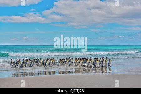 Gregge di pinguini re (Atenodytes patagonicus patagonicus) sulla spiaggia di Volontario Point, East Falkland Island. Foto Stock