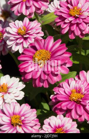 Zinnia Zahara doppio lampone Swizzle Foto Stock