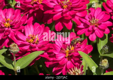 Ape su Zinnia profusione doppio Ciliegio caldo, Zinnia rossa, annuale, pianta Foto Stock