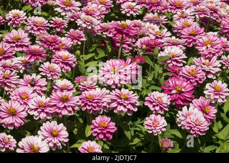 Zinnia Zahara doppio lampone Swizzle, aiuole, zinnie, Giardino, Rosa, Estate, piante annuali Foto Stock