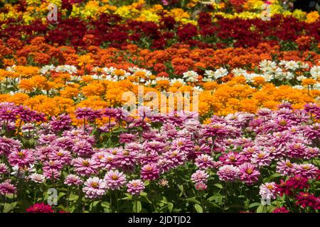 Zinnie colorate in piante Annuali Giardino, combinazione Blooming colore Fiore letto, Zinnia biancheria da letto piante Foto Stock