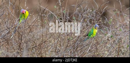 Coppia di parakeets con testa di prugne (Psittacula cyanocephala) che si nutrono di piccoli semi nei cespugli densi nel Parco Nazionale di Pench, Madhya Pradesh, India. Foto Stock