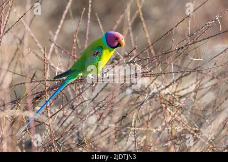 Maschio di parakeets prugnosi (Psittacula cyanocephala) che si nutrono di piccoli semi nei cespugli densi nel Parco Nazionale di Pench, Madhya Pradesh, India. Foto Stock