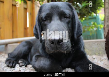 Fotografia di un Labrador Retriever nero. Cucciolo di Labrador in primo piano. Faccia nera del cane, occhi, orecchie, naso, zampe. Animali domestici nel giardino. Fotografia. Foto Stock