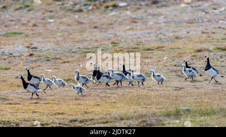 Oche di barnacle adulte (leucopsis Branta) con i loro pulcini vicino a longyearbyen, Svalbard, Norvegia. Foto Stock