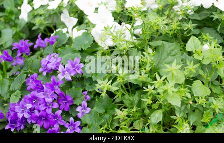 Bella primavera sfondo floreale: Verde brillante e succosa, fiori campanili bianchi e lilla. Spazio di copia. Fiori della varietà Campanula della Campanula Foto Stock