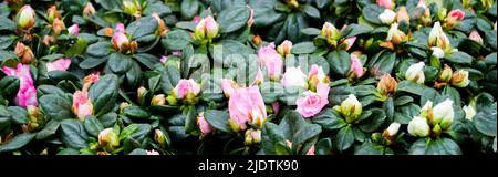 Banner con bellissimo sfondo floreale naturale. Fiori rosa e germogli di azalea - la specie Rhododendron simsii con foglie verde scuro. Spazio di copia. Foto Stock