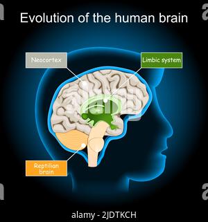 Evoluzione del cervello dal cervello rettiliano al sistema limbico e al neocortex. Ipotesi del cervello di triune. Sezione trasversale di un cervello umano su sfondo scuro. Illustrazione Vettoriale