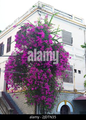 Fioritura rosa Bougainvillea in un edificio a Nha Trang Vietnam Foto Stock