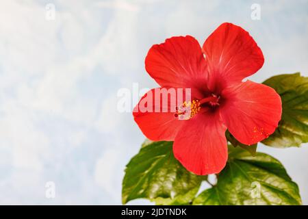 Fiore rosso rosa cinese in marmo blu sfocato. Messa a fuoco selettiva. Spazio di copia. Foto Stock