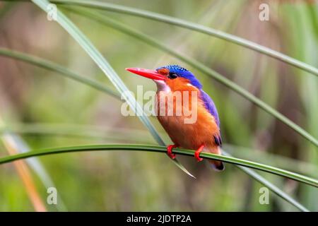 Malachite Kingfisher (Alcedo cristata) nella foresta di papiri di Zimanga Riserva privata, Sudafrica. Foto Stock