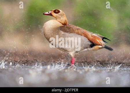 Oca egiziana (Alopochen aegyptiaca) durante un temporale alla Riserva privata di Zimanga, Sudafrica. Foto Stock