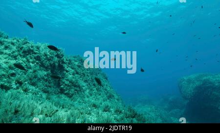 23 giugno 2022, Mar Mediterraneo, Cipro: Fondali rocciosi ricoperti di alghe marroni (Cystoseira). Mare sottomarino mediterraneo. Mar Mediterraneo, Cipro (Credit Image: © Andrey Nekrasov/ZUMA Press Wire) Foto Stock