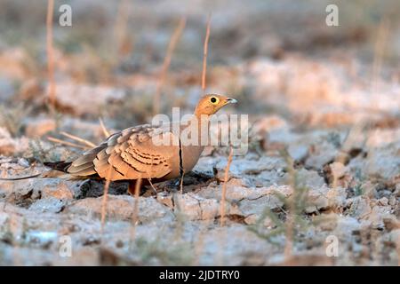 Maschio di sandgrouse abbellito di castagno (Pterocle exustus) da Jawai-area, Rajasthan, India. Foto Stock