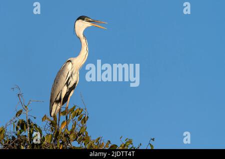 Heron Cocoi (Ardea cocoi) da Pantanal, Brasile. Foto Stock