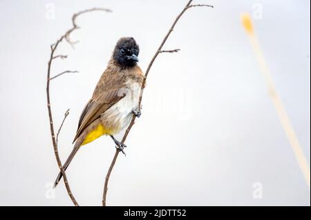 Bulbul comune (bulbul dall'occhio nero), (Pycnonotus barbatus), da Maasai Mara, Kenya. Foto Stock