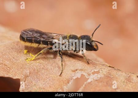 Primo piano su una femmina grande ape forbici, Chelostoma florisomne seduta su una foglia secca in giardino Foto Stock