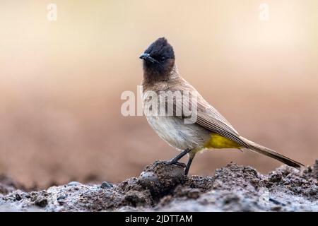 Bubul (Bubul dall'occhio nero), (Pycnonotus barbatus tricolor), da Zimanga, Sudafrica. Foto Stock