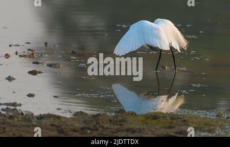 Piccola egretta, Egretta garzetta, da Tadoba NP, India. Foto Stock