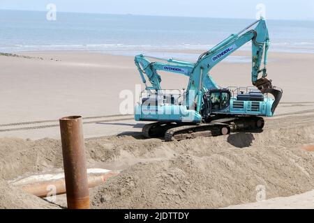 Gru blu su una spiaggia Foto Stock