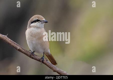 Gamberi bruni (critico Lanius) dal Rajasthan, India nel mese di febbraio. Foto Stock