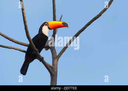 Toco toucan (Ramphastos toco) da Porto Jofre, Pantanal, Brasile. Foto Stock