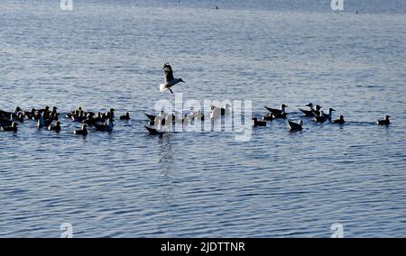 Shenmu, provincia cinese di Shaanxi. 23rd giugno 2022. I pulcini del gabbiano relitto (larus relictus) sono addestrati a nuotare nel lago della Riserva Naturale Nazionale di Hongjiannao a Shenmu, provincia Shaanxi della Cina nord-occidentale, 23 giugno 2022. Più di 10.000 pulcini di gabbiano relitti stanno imparando le abilità di sopravvivenza come il nuoto, la foraging e volare nella riserva naturale nazionale di Hongjiannao. Il gabbiano relitto è sotto la protezione nazionale di prima classe in Cina. Credit: Tao Ming/Xinhua/Alamy Live News Foto Stock