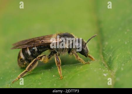 Primo piano su un'ape rara e in pericolo di estinzione, di colore scuro del solco, Lasioglossum majus seduto su una foglia verde nella parte superiore Foto Stock