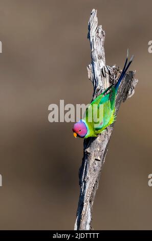 Maschio di prugne a testa di prugne (Psittacula cyanocephala) dal Parco Nazionale di Pench, Madhya Pradesh, India. Foto Stock