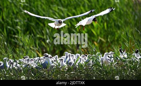 Shenmu, provincia cinese di Shaanxi. 22nd giugno 2022. I gabbiani relitti adulti (larus relictus) e i pulcini di gabbiano relitti sono visti nella Riserva Naturale Nazionale di Hongjiannao a Shenmu, provincia Shaanxi della Cina nord-occidentale, 22 giugno 2022. Più di 10.000 pulcini di gabbiano relitti stanno imparando le abilità di sopravvivenza come il nuoto, la foraging e volare nella riserva naturale nazionale di Hongjiannao. Il gabbiano relitto è sotto la protezione nazionale di prima classe in Cina. Credit: Tao Ming/Xinhua/Alamy Live News Foto Stock