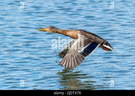 Femmina di Mallard o gallina che volano sull'acqua, BIF o uccello in volo Foto Stock