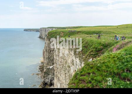 RSPB Bempton Cliffs, riserva naturale che ospita molti tipi di uccelli marini che vengono qui per allevare durante l'estate. Yorkshire, Inghilterra, Regno Unito Foto Stock