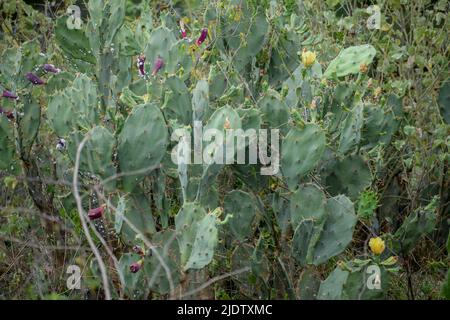 un gruppo di cactus nella foresta Foto Stock