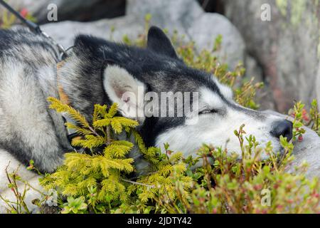 Primo piano foto del grigio cane Husky siberiano che dorme sullo sfondo della natura Foto Stock